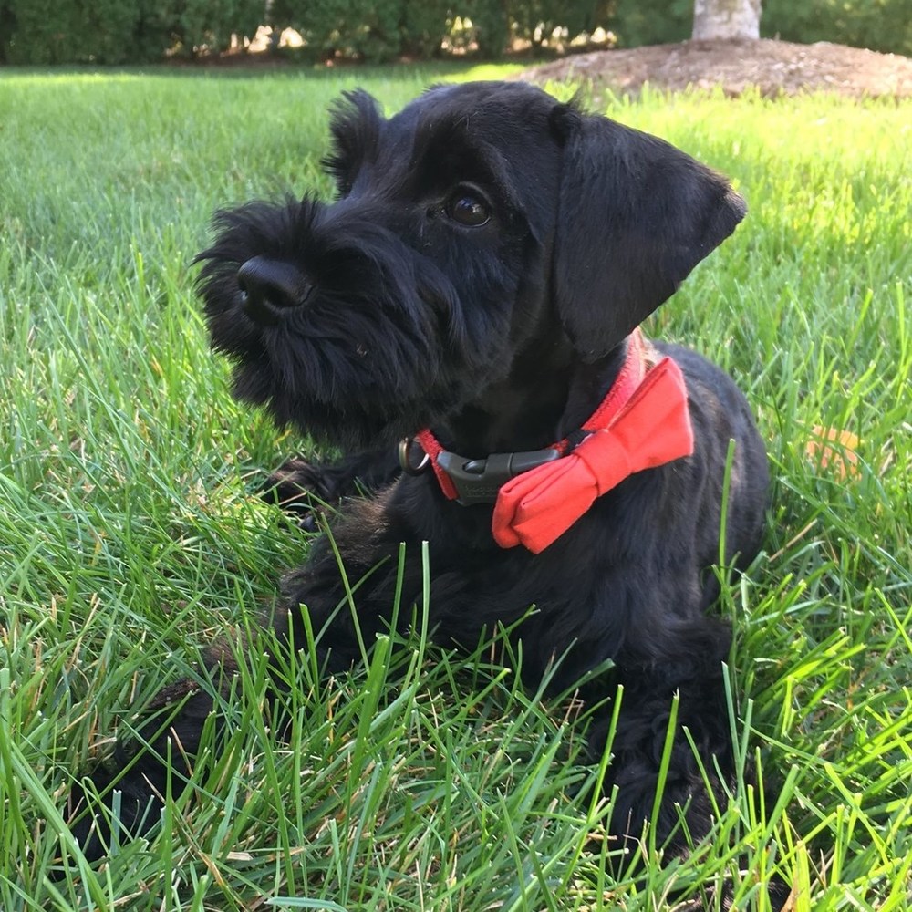 Meet your Posher, Gaston